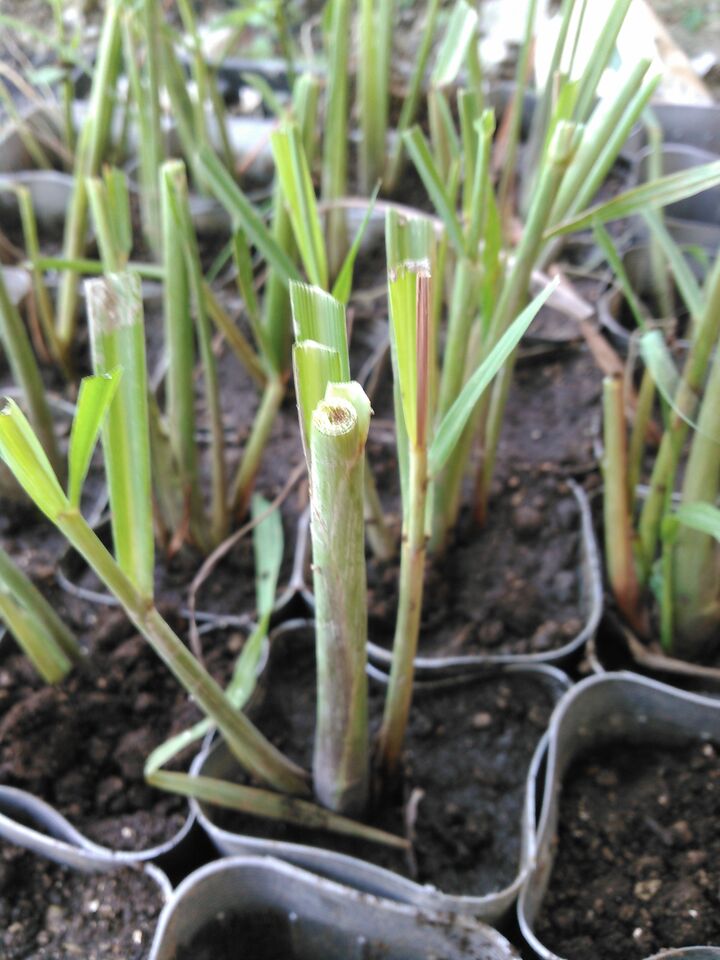 Tgooハーブ園の秋植えハーブの苗 生育順調です 寝ても覚めても野菜 野菜 野菜 ブログ