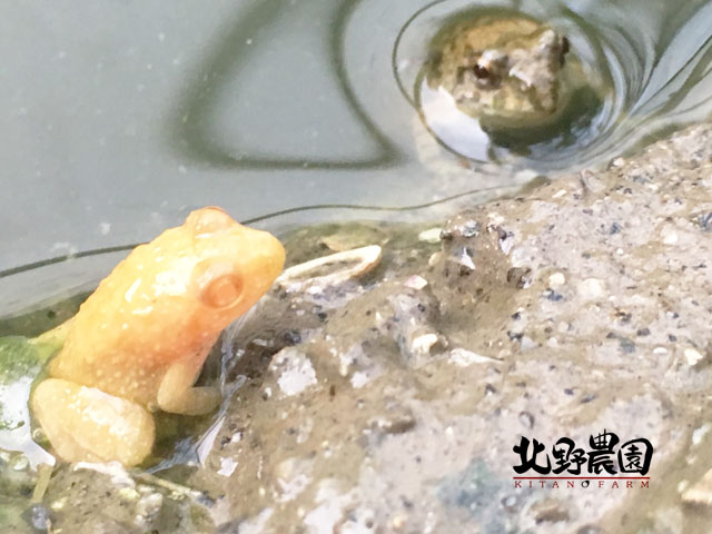 願いをカナエル 白カエル In北野農園 寝ても覚めても野菜 野菜 野菜 ブログ