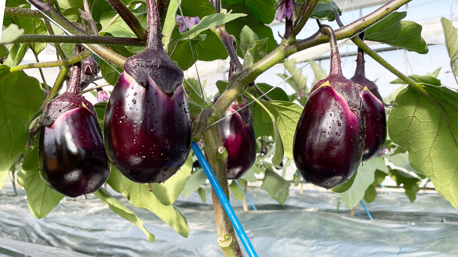 泉州水なす・水なす漬の北野農園 – 大阪から世界へ発信する農園